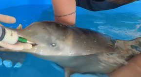 Para vos, Walt Disney