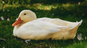 La capacidad de asombro...