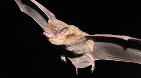 Hay que tener baticuidado