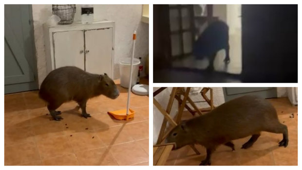 Foto: videos cedidos a Montevideo Portal