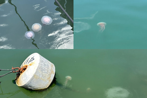 Medusas en Punta del Este. Foto: Montevideo Portal