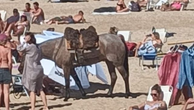 Pasión de Gavilanes un poroto