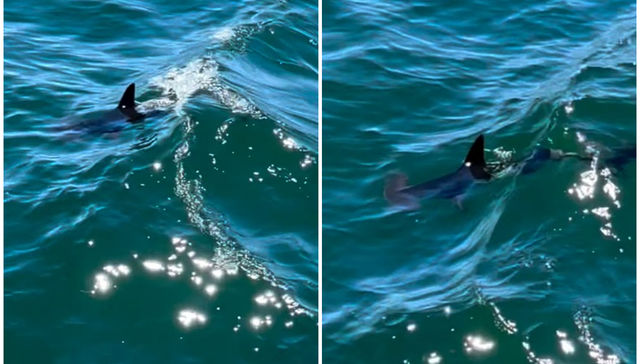 La mascota de la ferretería