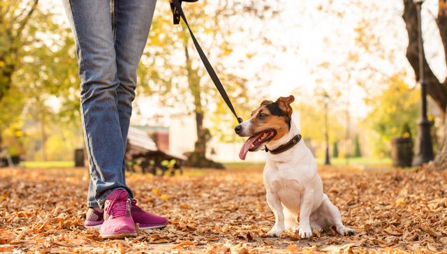 Las cuatro patas del cuidado