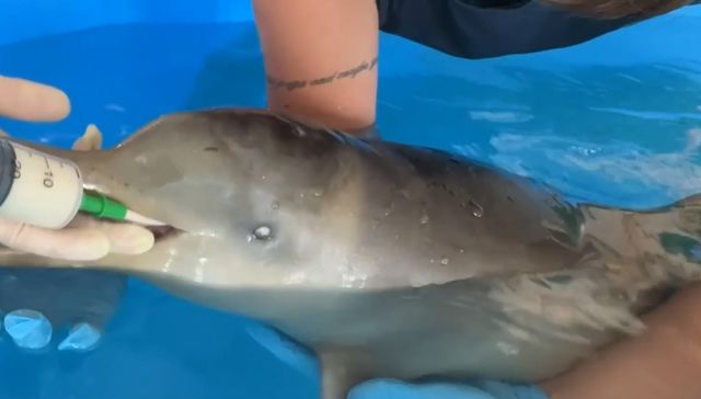 Para vos, Walt Disney