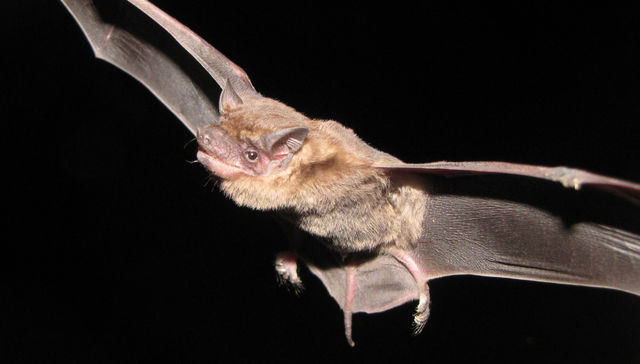 Hay que tener baticuidado