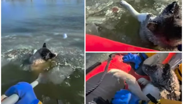 Lo opuesto a un hot dog