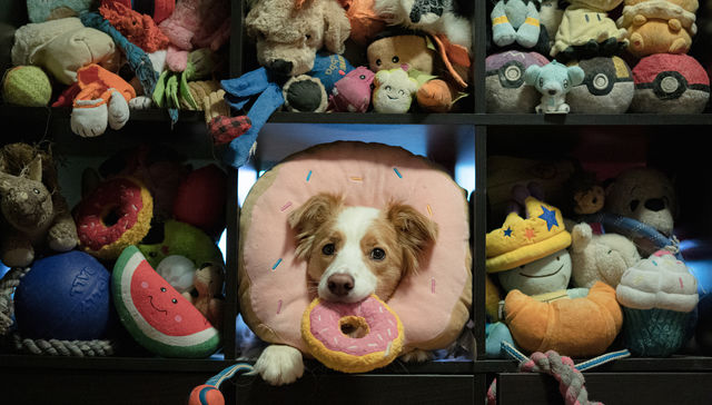 Entendiste todo, Firulais