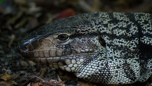 Cuando los animales (no) atacan