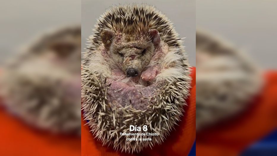 Pronta recuperación, titán