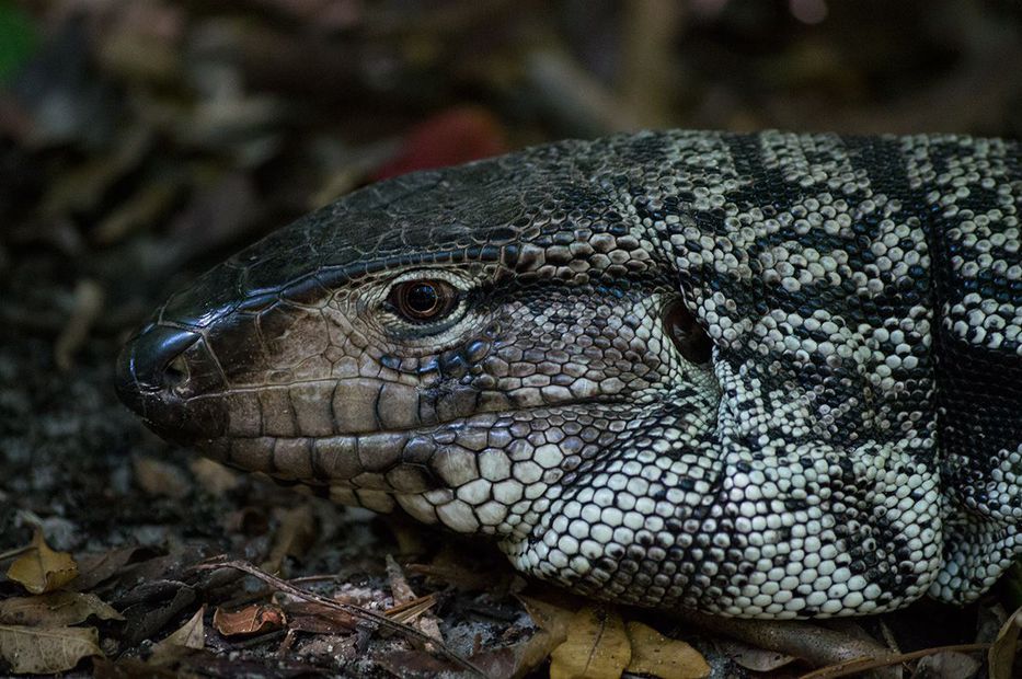 Cuando los animales (no) atacan