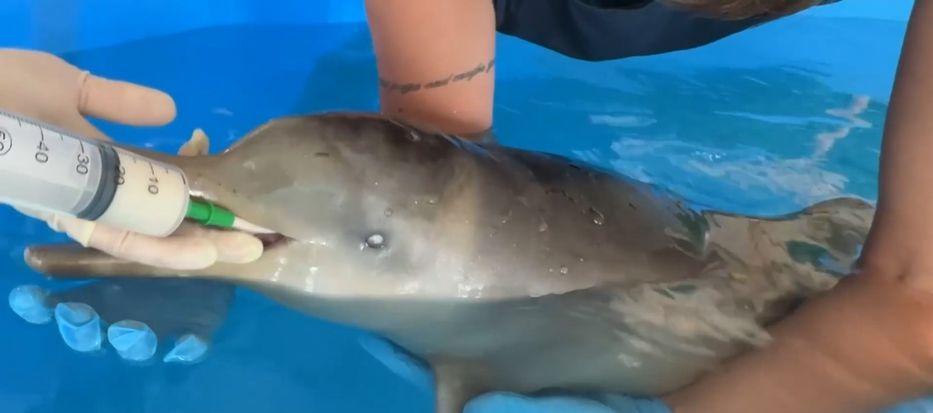 Para vos, Walt Disney