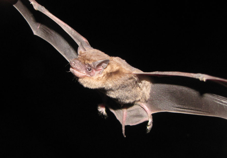 Hay que tener baticuidado