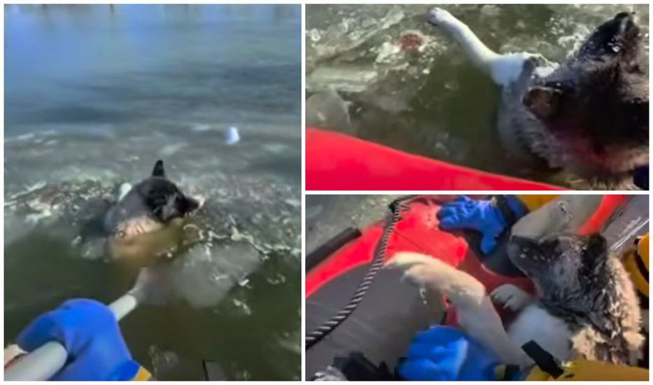 Lo opuesto a un hot dog