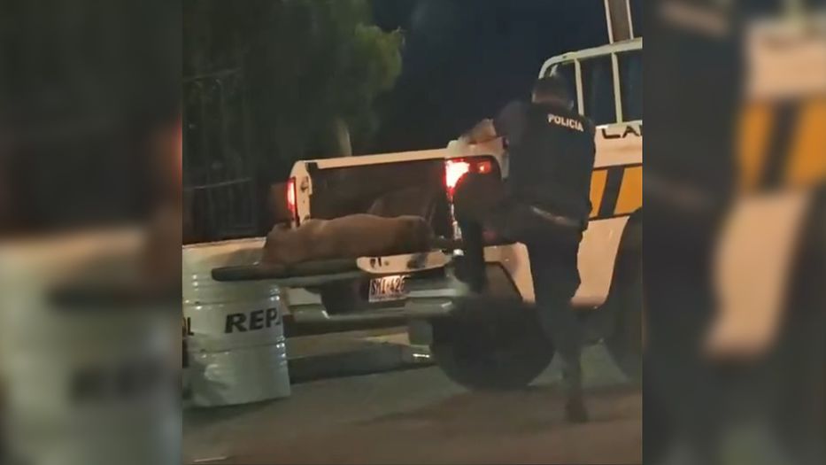 Así empieza John Wick