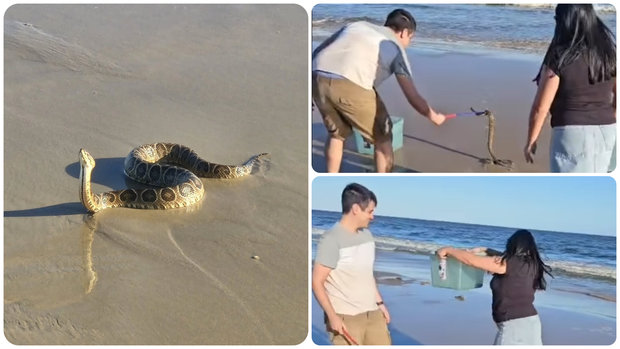 Fotos: Instagram (@alternatus_uruguay y @eryops.uy)