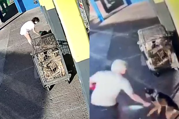 Fotos: capturas Daniel Pion / Plataforma Animalista