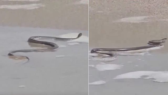 VERANO CON COLMILLOS