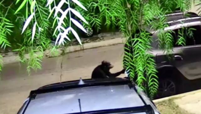 Destornillador madrugador