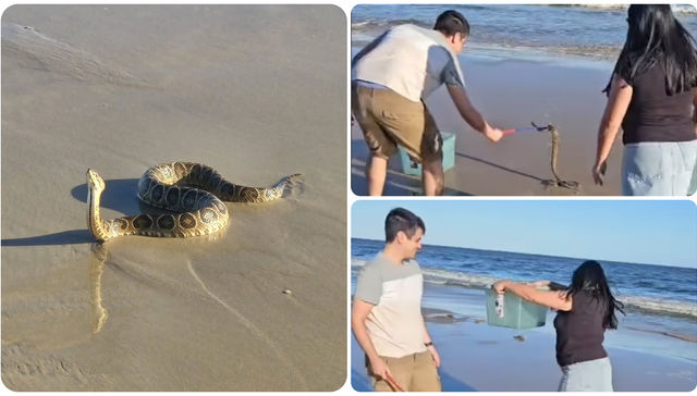 ¡Un reptil salvaje!