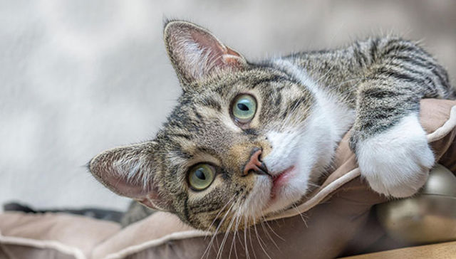 Me pareció ver un lindo gatito