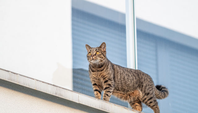 Como gato entre la leña