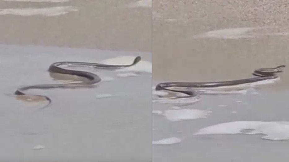 VERANO CON COLMILLOS