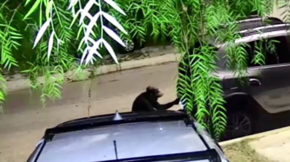 Destornillador madrugador