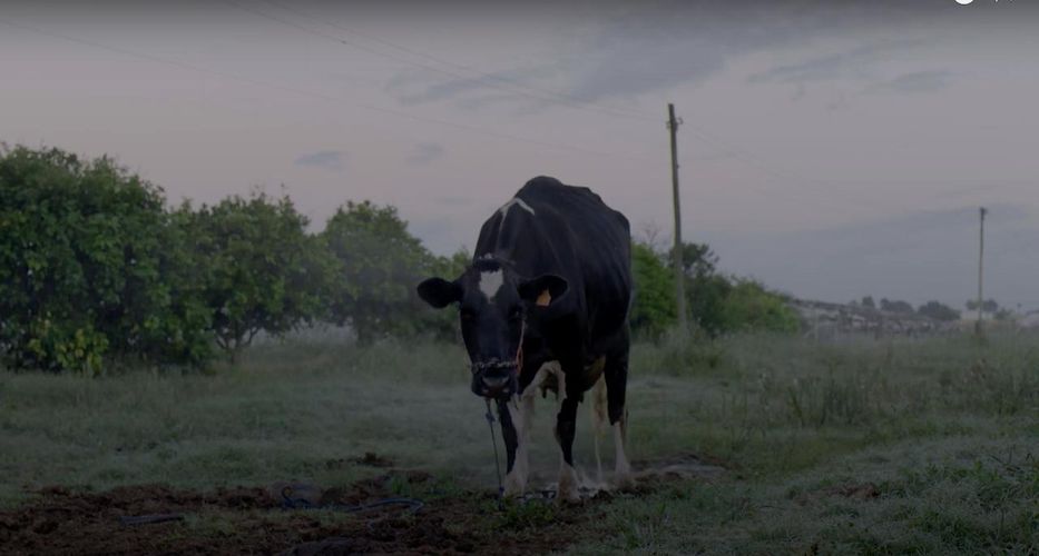 Historia social de la comida