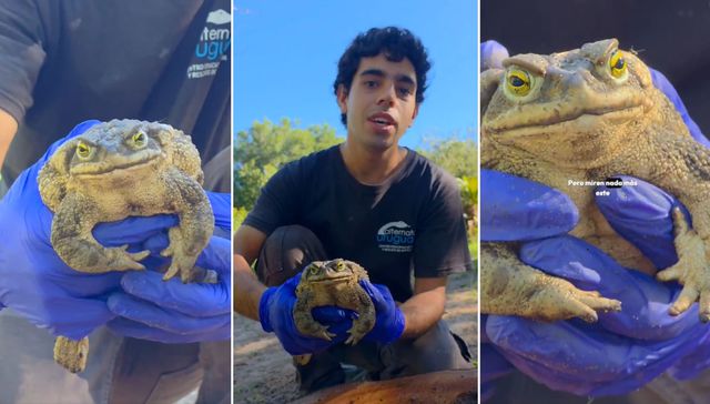 El verdadero Sapardo