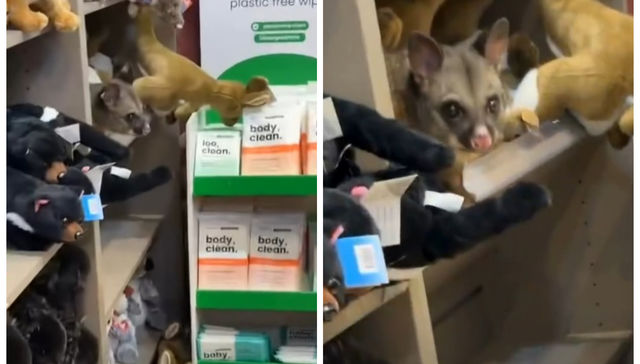 Superdinámico marsupial