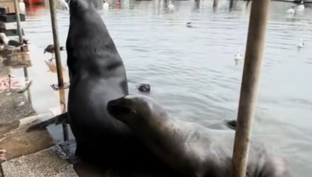 Pero si son tan tiernos