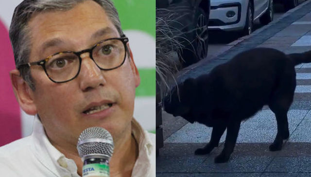 Como perro y pájaro