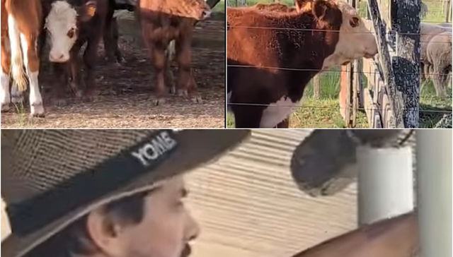 Un clásico