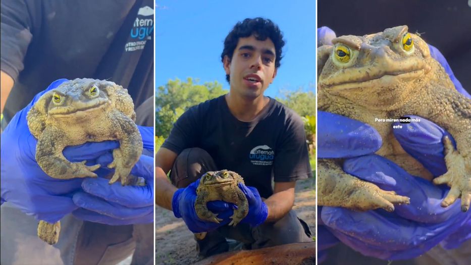 El verdadero Sapardo