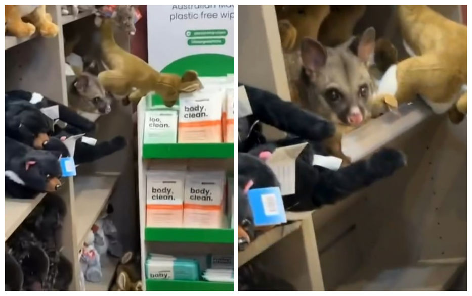 Superdinámico marsupial