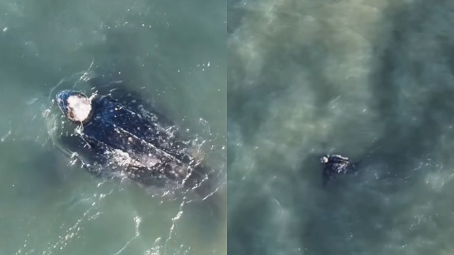 Una gigante inesperada: registran tortuga marina de casi dos metros en aguas uruguayas