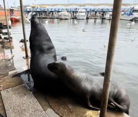 Pero si son tan tiernos
