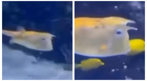 Parecido no es lo mismo