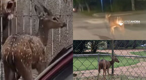 Andás perdido Bambi