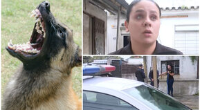 Cuando los animales atacan