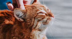 Único e inigualable