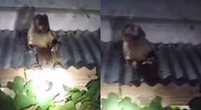 Como Pedro por su casa