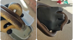 ¿A quién vas a llamar? ¡Alternatus!