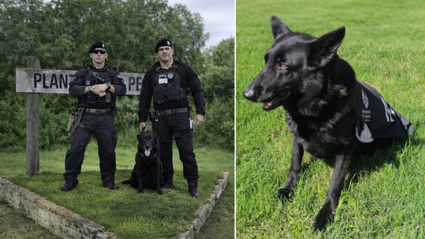 Final feliz gracias a Jari: la perra del GRT que halló una persona ausente en playa Mansa