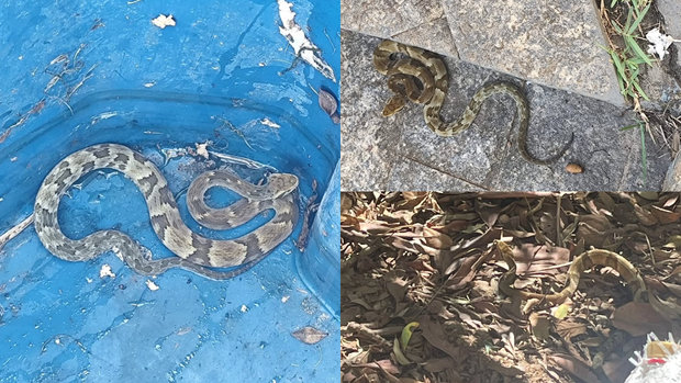 “Entendiste todo”: director municipal rescató a serpiente potencialmente mortal