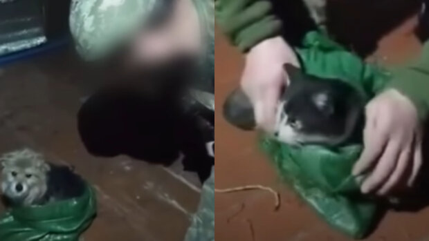 Soldados ucranianos rescataron a un perro y gato de la zona de guerra a través de un dron