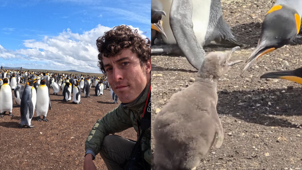 Lo “perturbador” y lo “real”: Antonio Ripoll mostró su encuentro con más de 2000 pingüinos