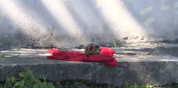 Escalofriante: encuentran un “cráneo” pequeño en la misma esquina de un crimen pasado