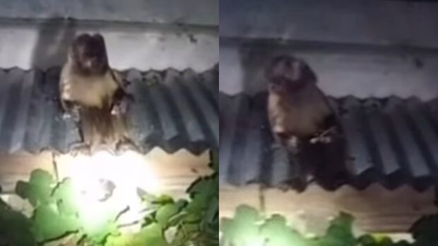 El mono prófugo en Canelones fue hallado comiendo uvas en el patio de una vivienda